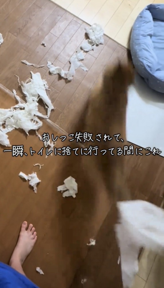 紙の方へ走る犬の姿