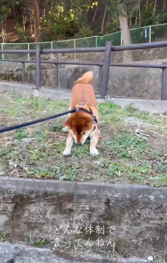 草を食べるテツくん1