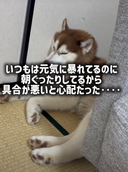 部屋の隅でぐったり