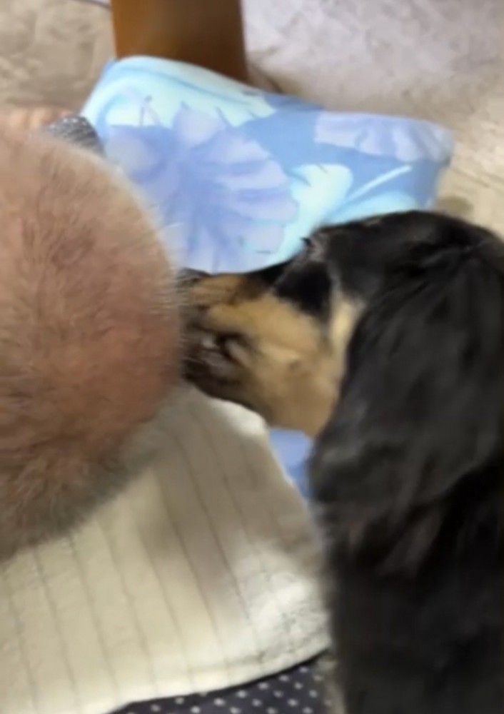 頭をかじろうとする犬