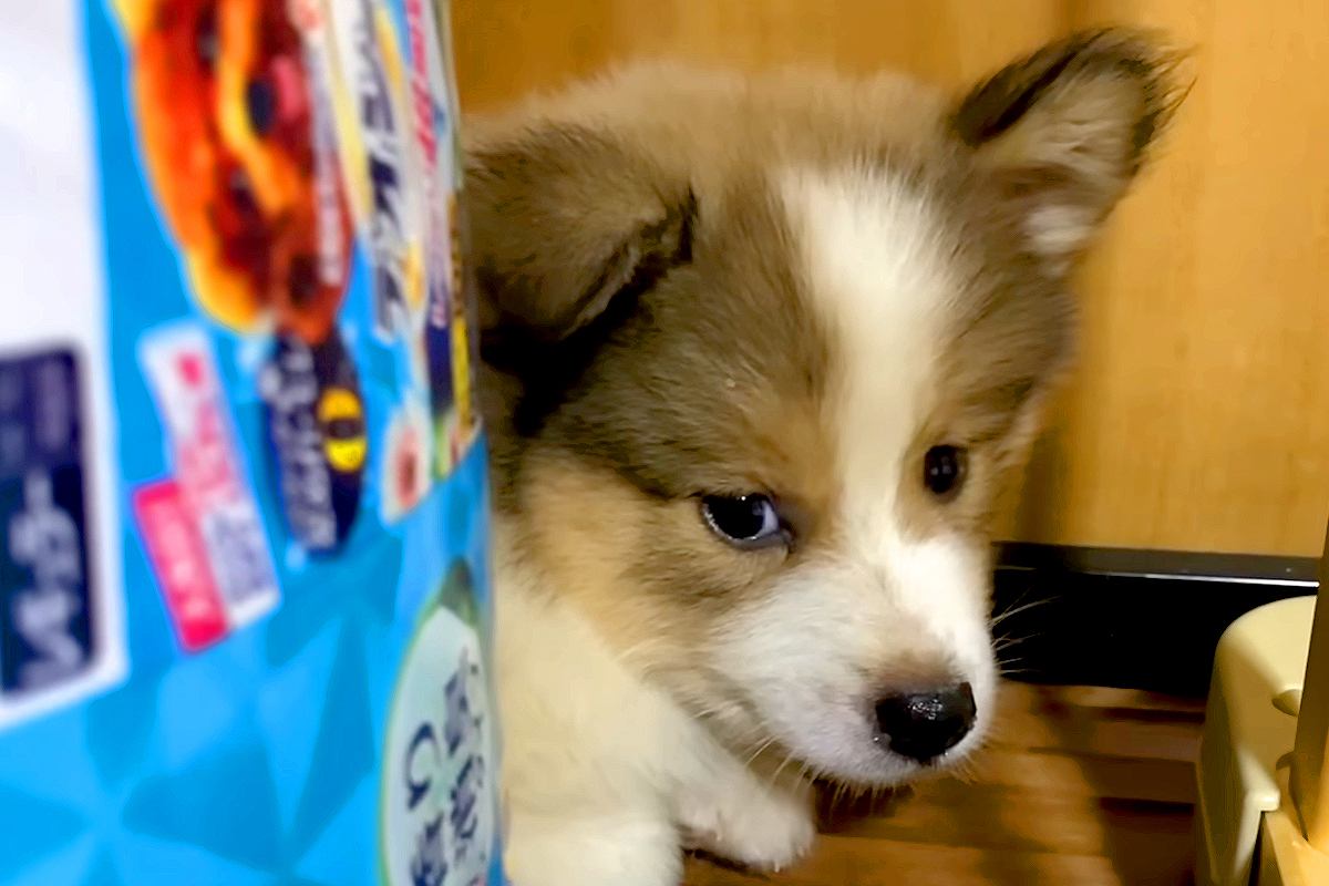 人間を恐れている野犬