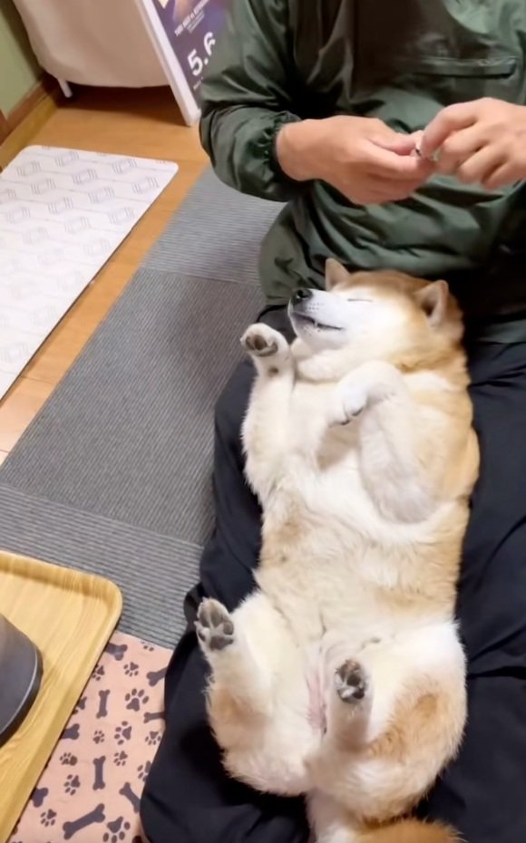 動かなくなるここちゃん