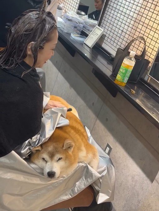お膝の上に柴犬さんが…！