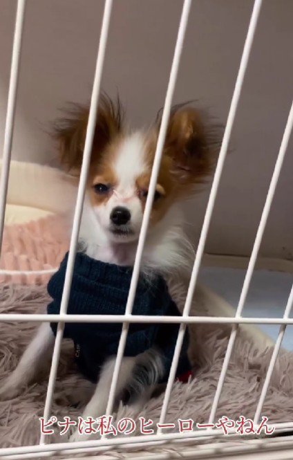 ピナちゃんはヒーロー