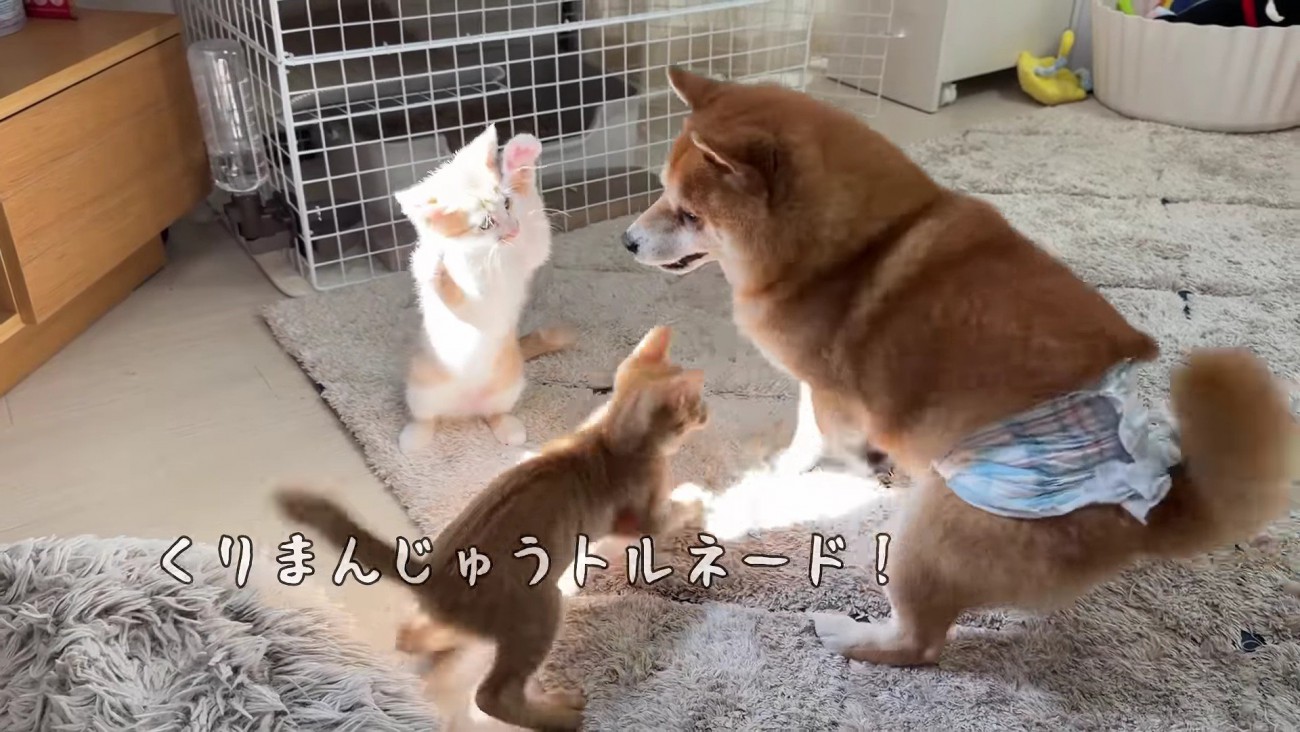 部屋がカオス状態に…