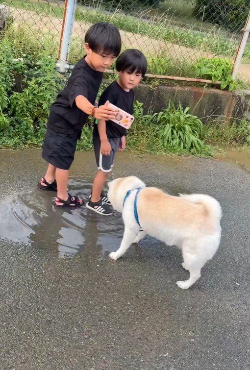 水たまりで遊ぶスズちゃんたち3