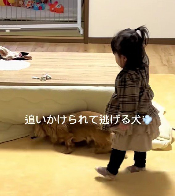 家の中で追いかけっこ