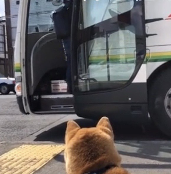 開いたバスの扉を見つめる犬