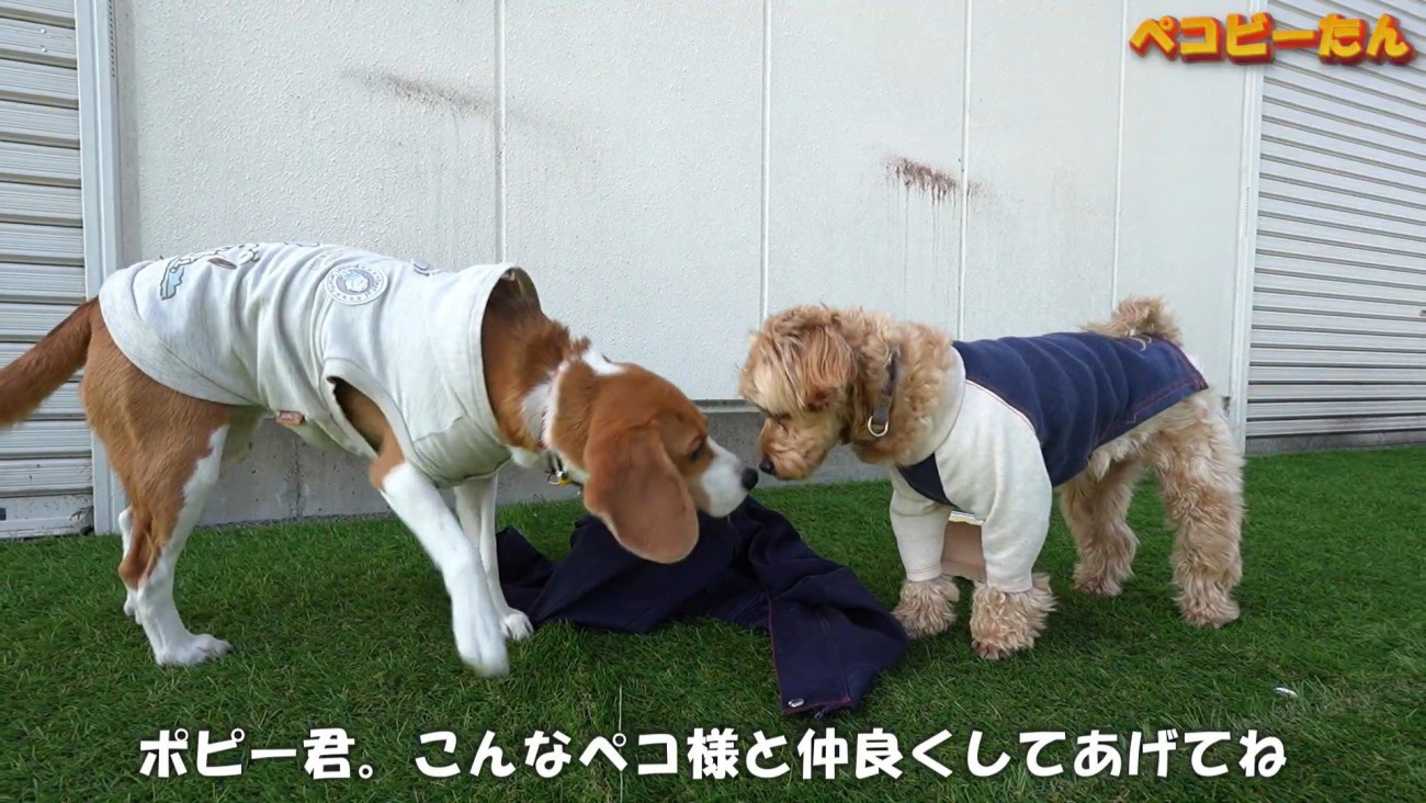 対照的な2匹ですが、どちらも可愛い♪