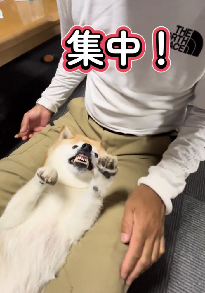 歯を見せて怒る犬