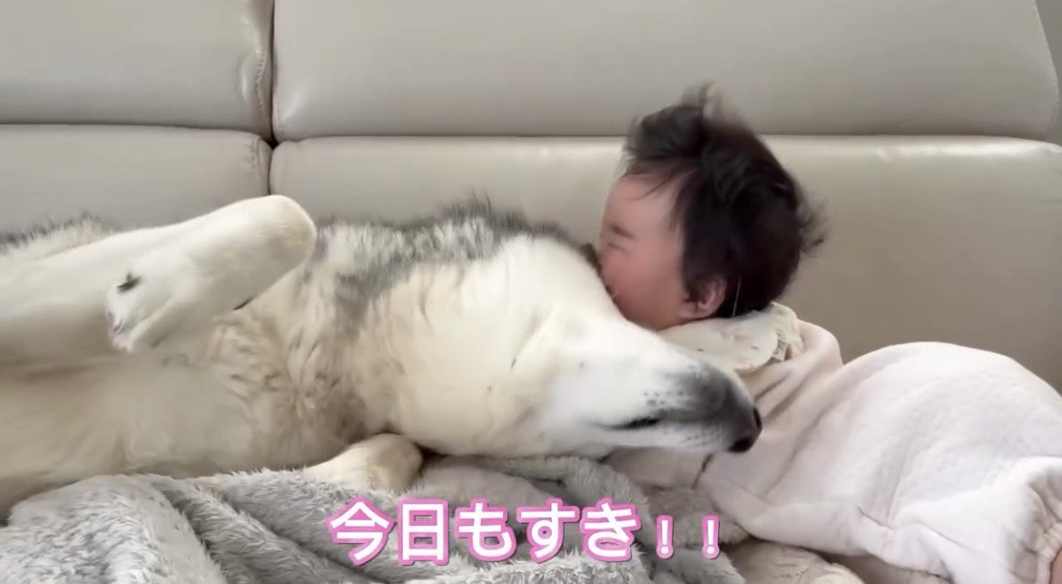 赤ちゃんに顔を寄せる犬