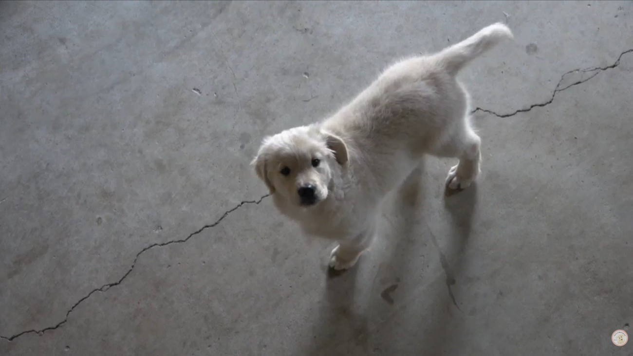 「寂しいよ…。私もそっちに行きたい！」