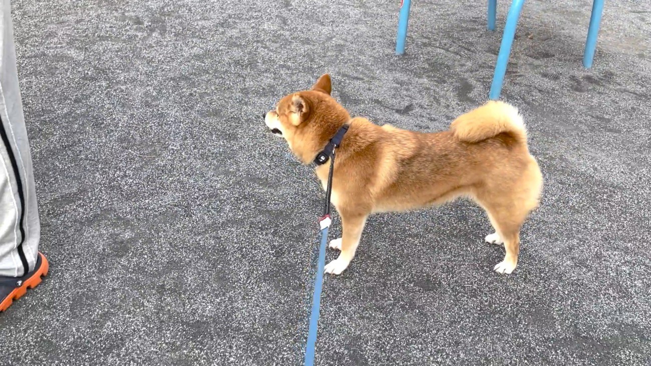 自分のことのようにしょんぼり
