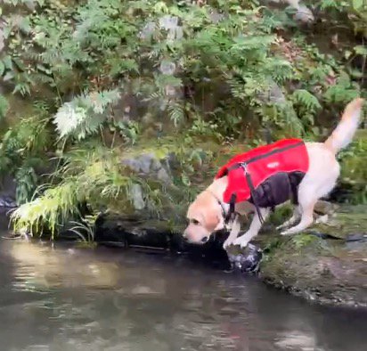 川を流れていく男性に向かって吠える犬