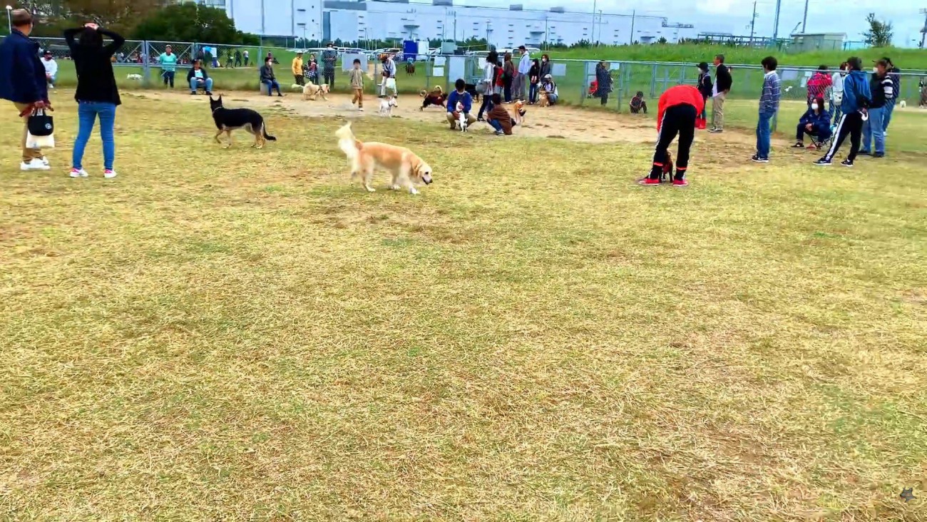 飼い主さんを見失ってしまいました！