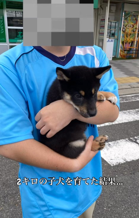 飼い主に抱っこされる子犬