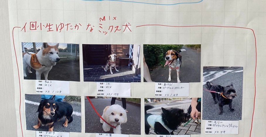 MIX犬