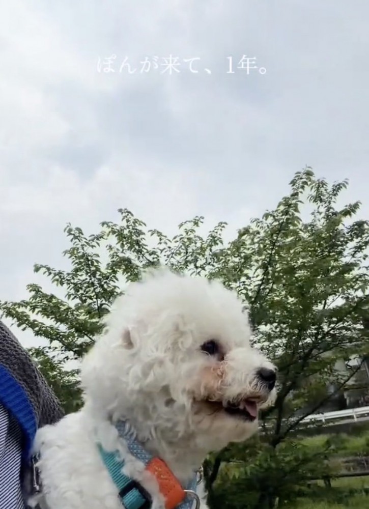 ぽんちゃん、穏やかな笑顔