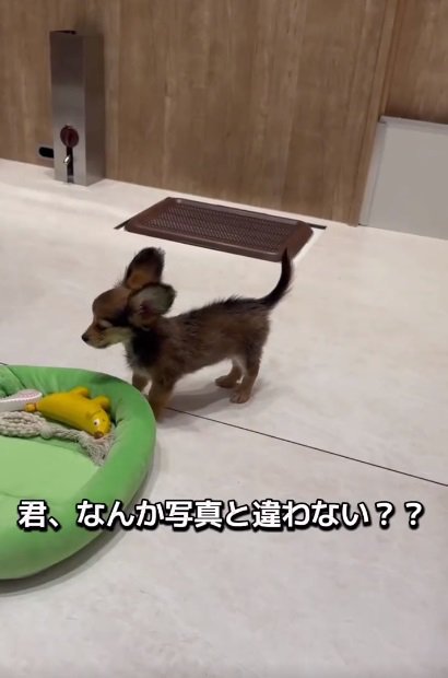 体の小さいガルウイングちゃん