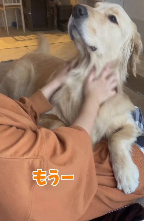 撫でてもらう大型犬
