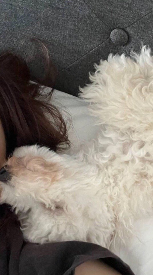 女性のそばで眠る犬