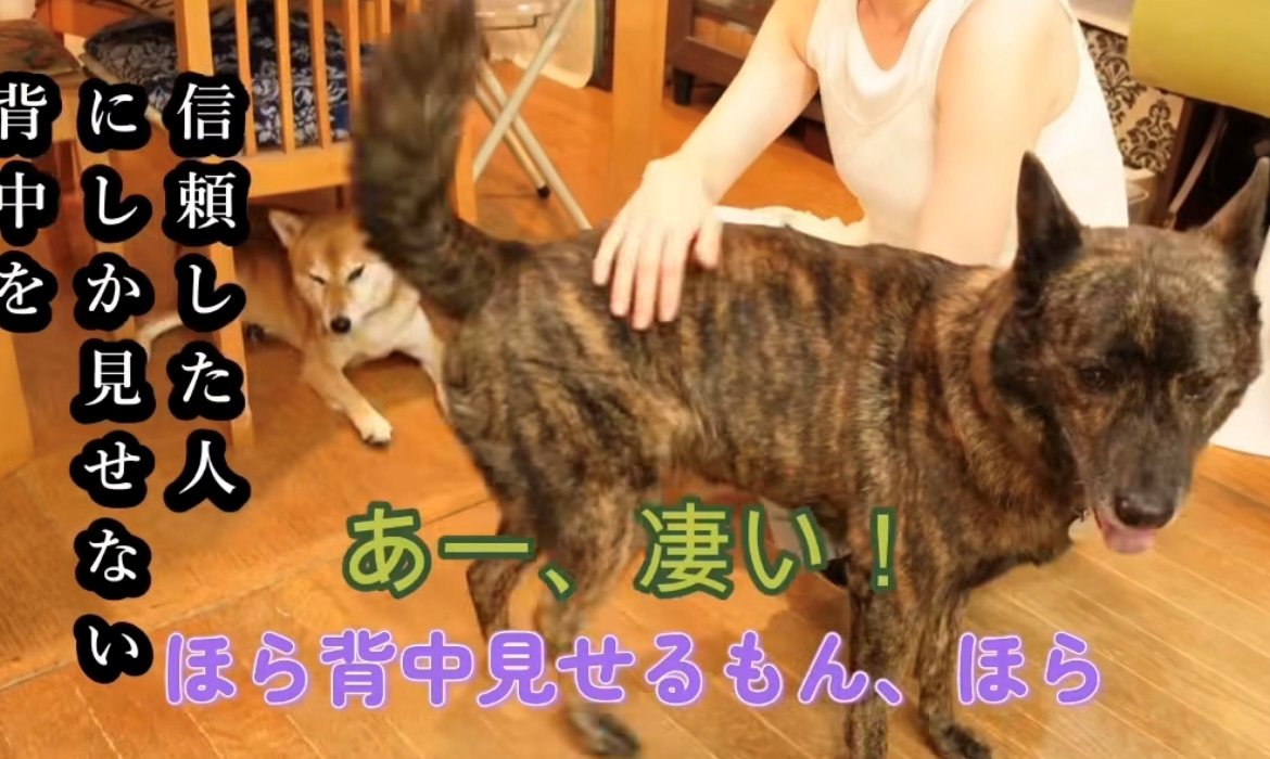 背中を向けながら女性のそばにいる犬