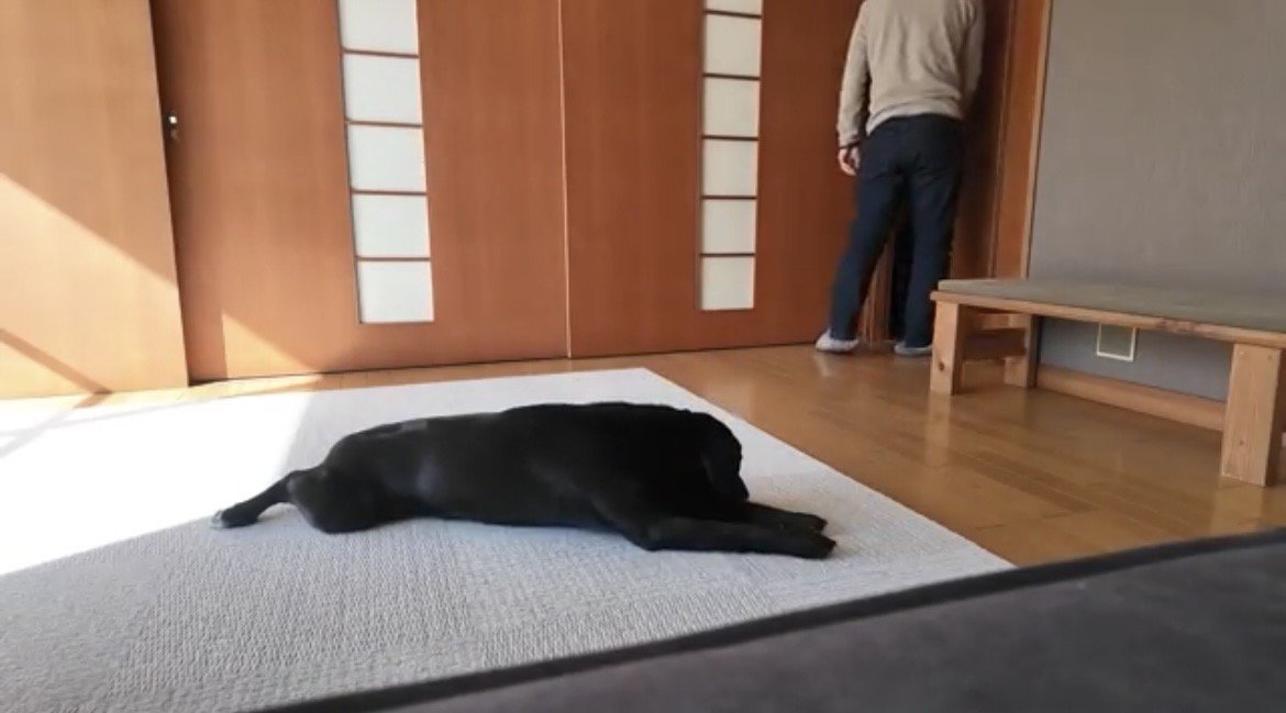 ドアの前で伏せている犬