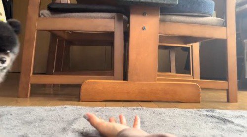 カメラに映る黒い犬の顔