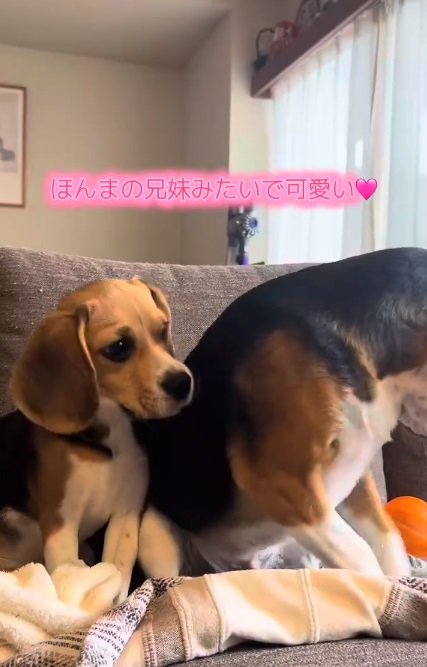 小鉄くんとベルちゃん