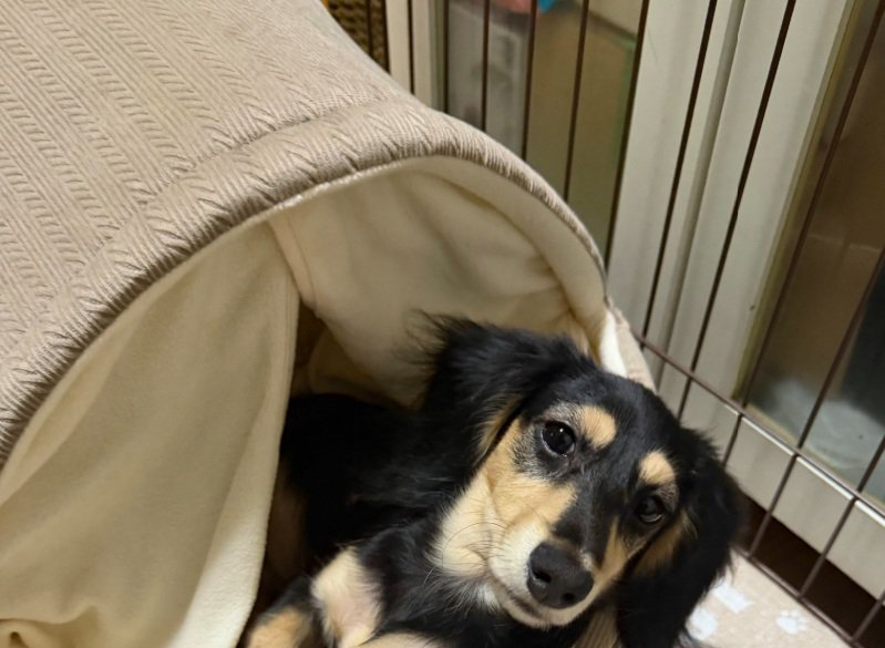 飼い主さんを見るワンコ