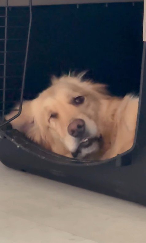 モコちゃんの寝起きの瞬間5