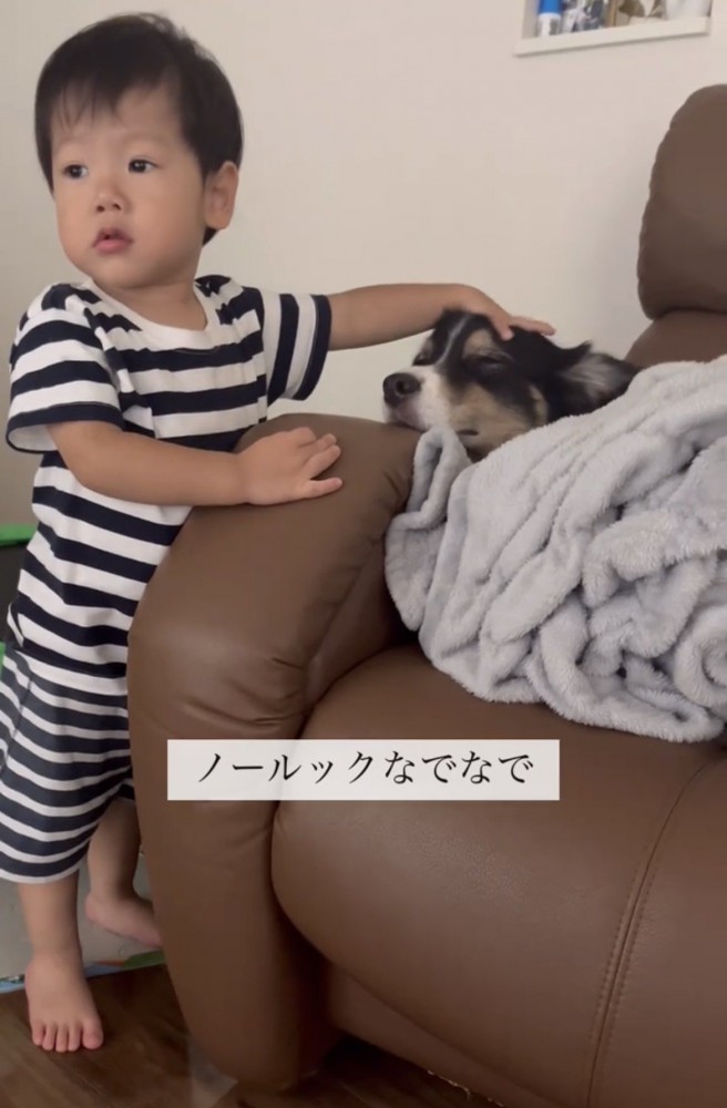 犬を撫でながら目線を外す子ども