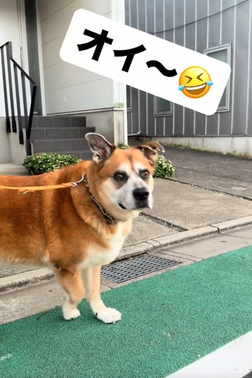 振り向く犬