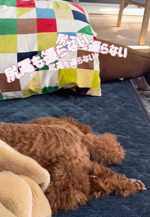 しっぽも振ってくれません！