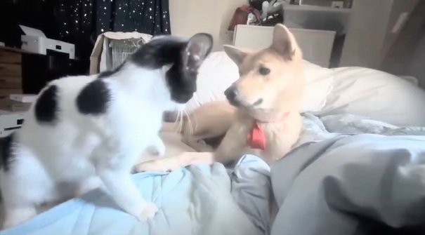 パンダちゃんとソラちゃん