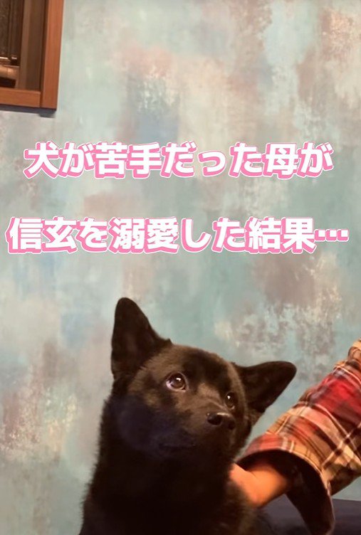 母作の衣装を着る信玄くん