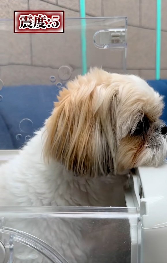 ガクブルなココちゃん