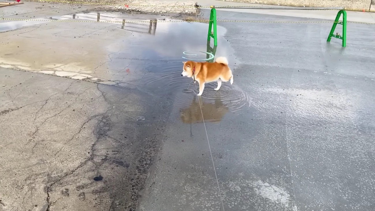 前足をブンブン！！