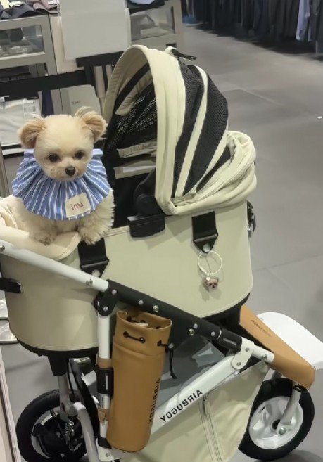 これが…わたし？