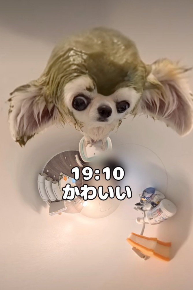 パック中の犬