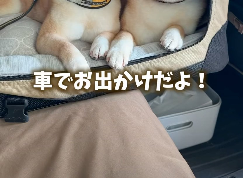 柴犬の前足