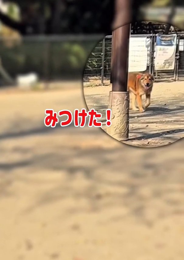 ママを見つけたラッキーくん