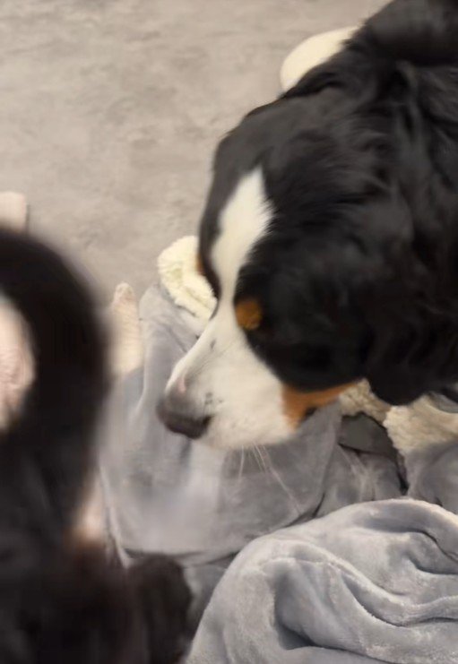 きなこちゃんがもなかちゃんの後を追って…