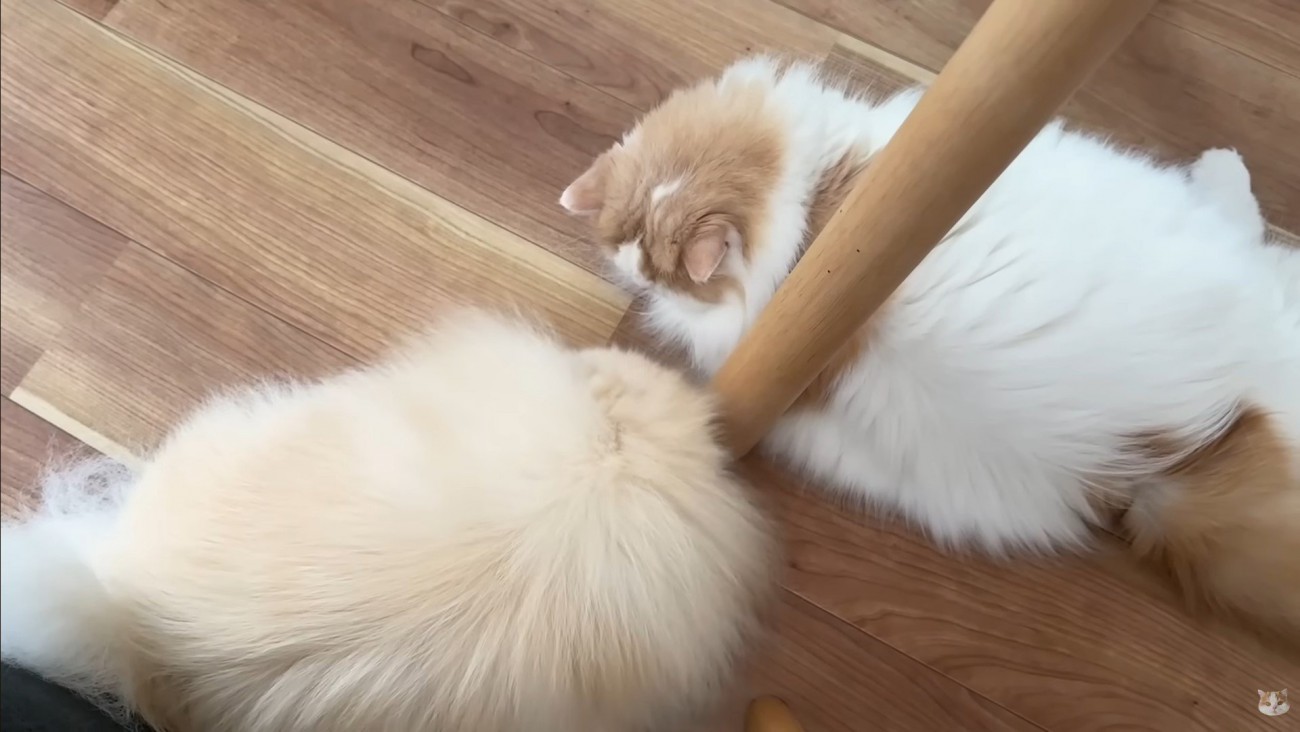 ポテチくんとレモンさんの再会9