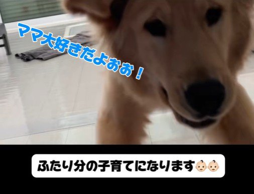 子育て中の家族とこてつ君の日常⑩