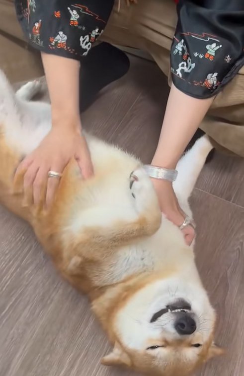 撫でてもらって笑顔の柴犬