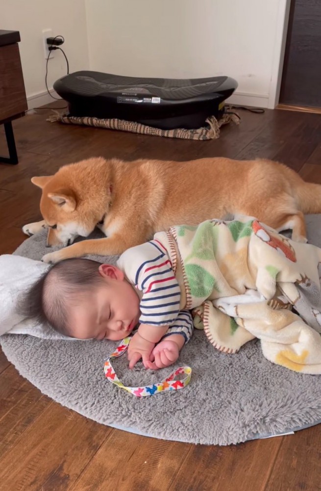 赤ちゃんの隣に座る柴犬