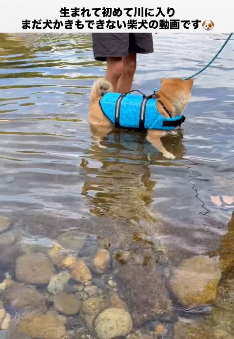 立ち上がった柴犬