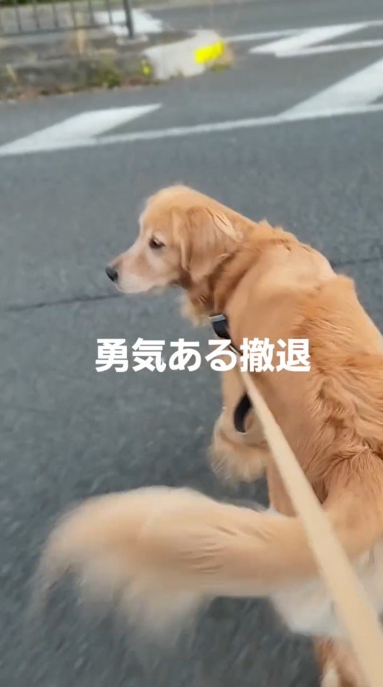 着ぐるみの方を見ながら小走りする犬