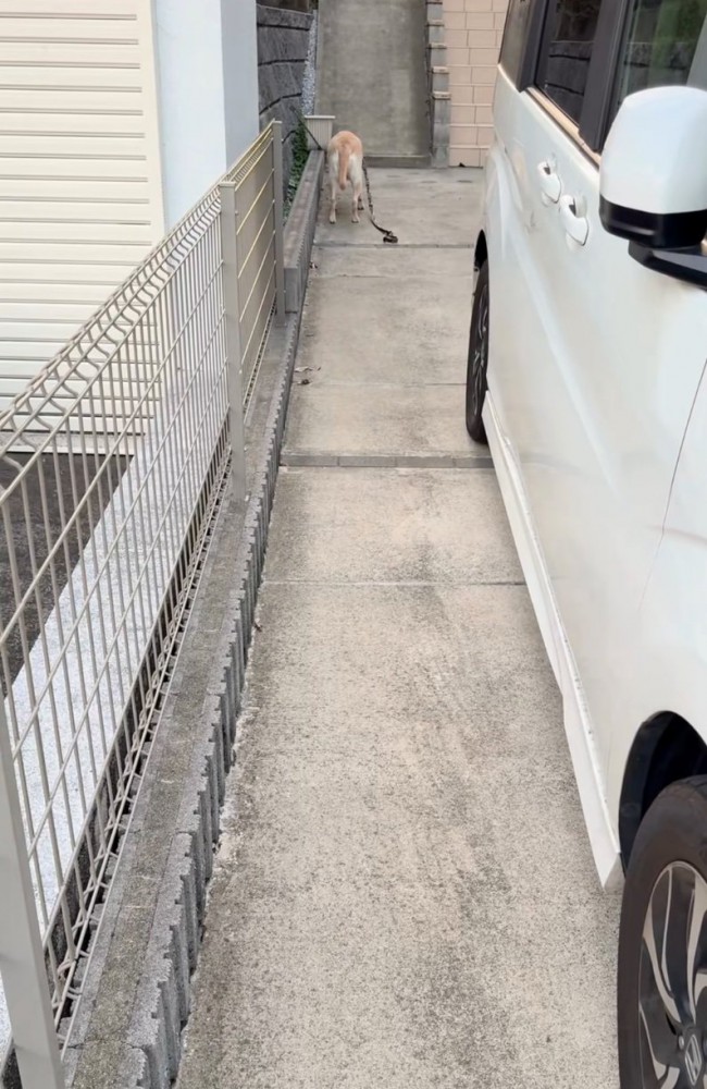 立ち止まる大型犬